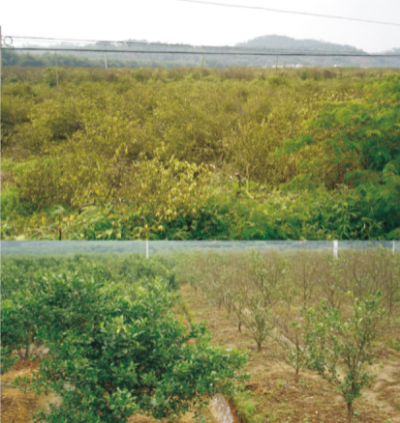 柑橘炭疽病綜合防控技術(shù).jpg