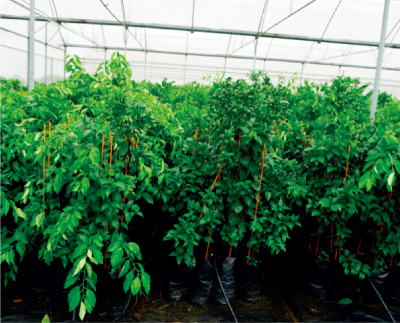 柑橘無病容器大苗繁育與種植技術(shù).jpg