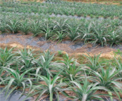 菠蘿地膜覆蓋栽培技術(shù).jpg