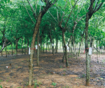 高大樹木注桿施藥技術(shù).jpg