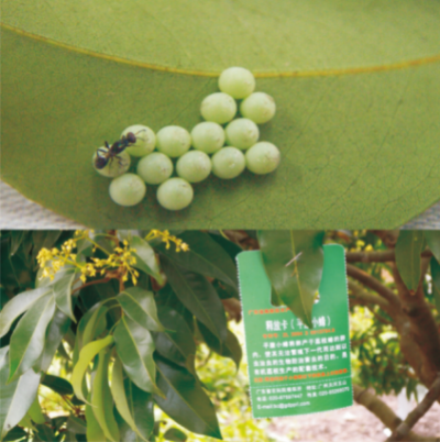 利用平腹小蜂防治荔枝蝽技術(shù).jpg