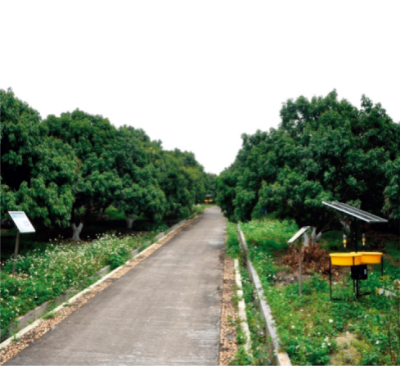 荔枝主要害蟲安全防控技術(shù).jpg