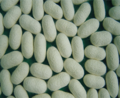 廣東家蠶微粒子病綜合防治配套技術(shù).jpg