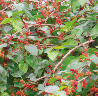 果桑種植管理技術(shù).jpg