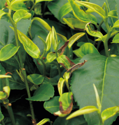 茶小綠葉蟬綠色防控技術(shù).jpg