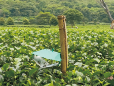 灰茶尺蠖綠色防控技術(shù) (1).jpg