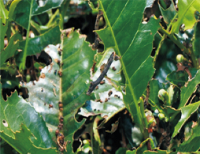 灰茶尺蠖綠色防控技術(shù) (2).jpg