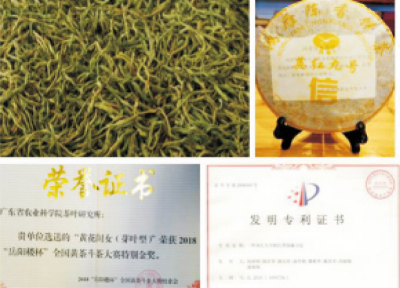 廣東黃茶加工技術(shù).jpg