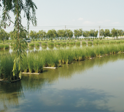 香根草水土保持和污染水土修復(fù)技術(shù).jpg