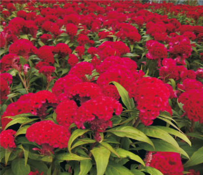 雞冠花栽培技術(shù).jpg