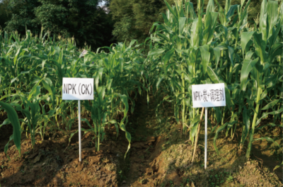 炭基土壤調(diào)理劑制備及對(duì)重金屬污染農(nóng)田改良應(yīng)用.jpg