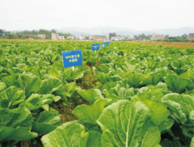廣東省稻田地力提升技術(shù) (2).jpg
