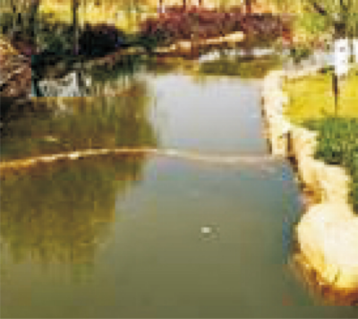污染水體生態(tài)修復(fù)及再生安全農(nóng)用技術(shù) (1).jpg
