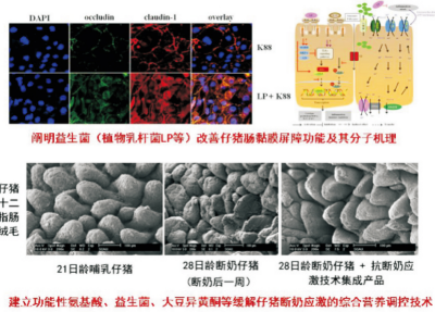 改善仔豬腸道健康的無(wú)抗飼糧配制技術(shù).jpg