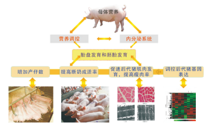 提高母豬繁殖性能關(guān)鍵營(yíng)養(yǎng)技術(shù).jpg