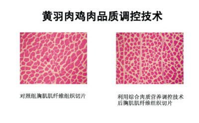 黃羽肉雞肉品質(zhì)營(yíng)養(yǎng)調(diào)控技術(shù).jpg
