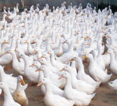 肉鴨健康飼養(yǎng)及促進(jìn)采食的飼料營(yíng)養(yǎng)技術(shù).jpg