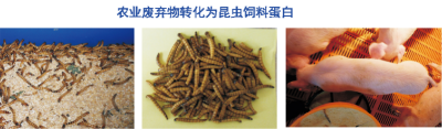 農(nóng)業(yè)廢棄物處理技術(shù).jpg