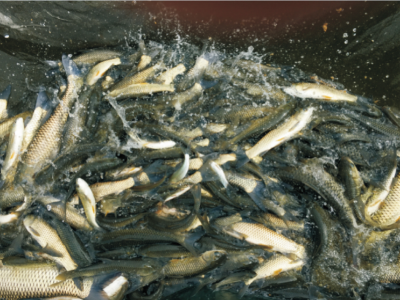 水產(chǎn)生物活性飼料添加劑的應(yīng)用技術(shù) (1).jpg