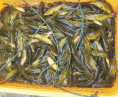 黃顙魚(yú)健康養(yǎng)殖營(yíng)養(yǎng)調(diào)控關(guān)鍵技術(shù) (1).jpg