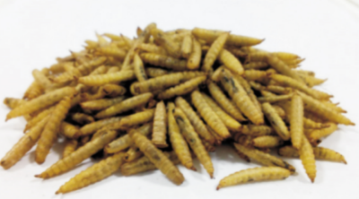 水產(chǎn)養(yǎng)殖減排放的低魚(yú)粉、低蛋白飼料技術(shù) (1).jpg