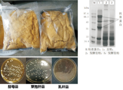 優(yōu)質(zhì)生物發(fā)酵飼料高效穩(wěn)定化生產(chǎn)技術(shù).jpg