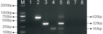 小反芻獸疫病毒、施馬倫貝格病毒和庫布病毒分子鑒別檢測技術(shù).jpg