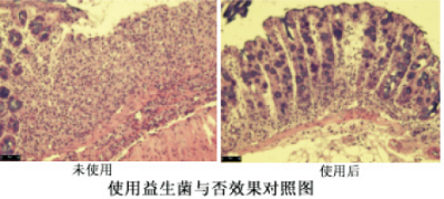 防治動物結(jié)腸炎產(chǎn)品的益生菌發(fā)酵技術(shù).jpg