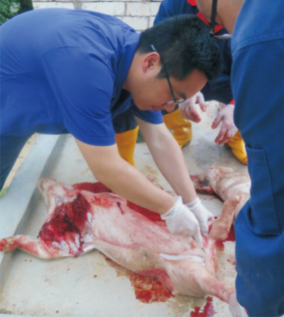 集約化豬場豬偽狂犬病防控與凈化技術(shù) (1).jpg