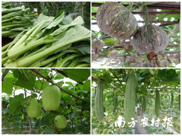 120個特色瓜類、葉菜類等新品種展示