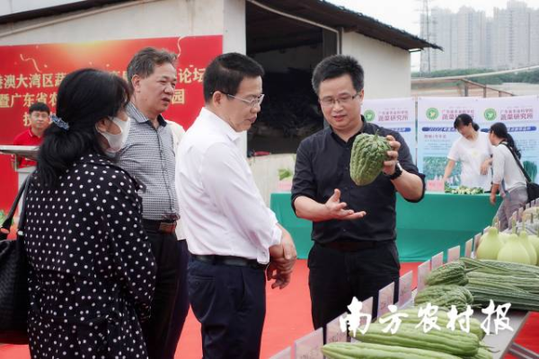 廣東省農(nóng)業(yè)科學(xué)院蔬菜研究所所長謝大森（右一）在進行育種情況介紹 