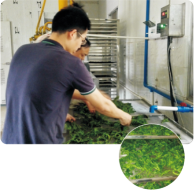 脫水桑葉菜生產(chǎn)技術(shù).jpg
