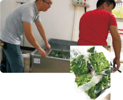 速凍桑芽菜生產(chǎn)技術(shù).jpg