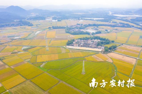 廣東連片的優(yōu)質(zhì)稻田。程麒 攝