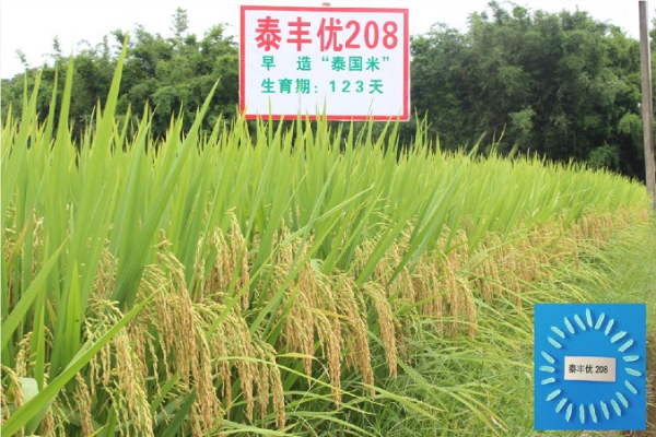 發(fā)稿圖：農(nóng)科院水稻育種6.jpg
