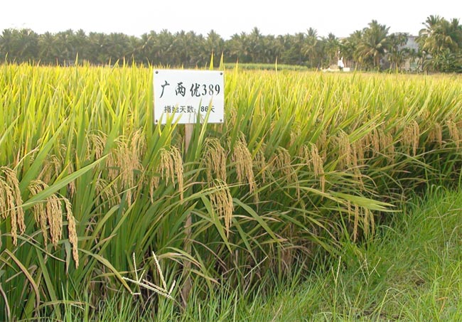 圖片說(shuō)明