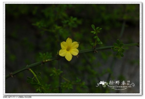 圖片說(shuō)明