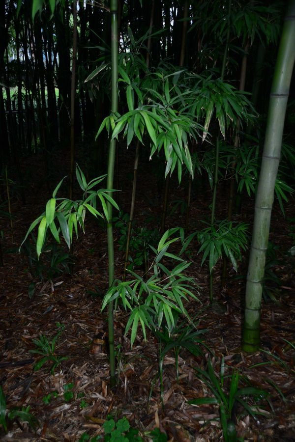 圖片說(shuō)明