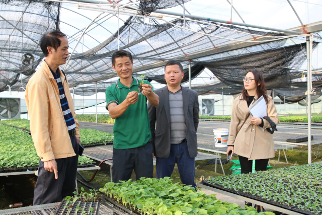省農(nóng)科院蔬菜所專家在育苗基地現(xiàn)場進(jìn)行技術(shù)交流。