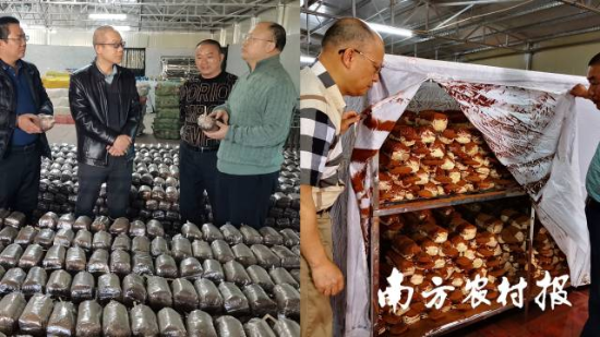何煥清（左圖右1、右圖左1）在梅州蕉嶺縣三圳鎮(zhèn)千年靈芝合作社菌包培養(yǎng)和孢子粉收集生產間 