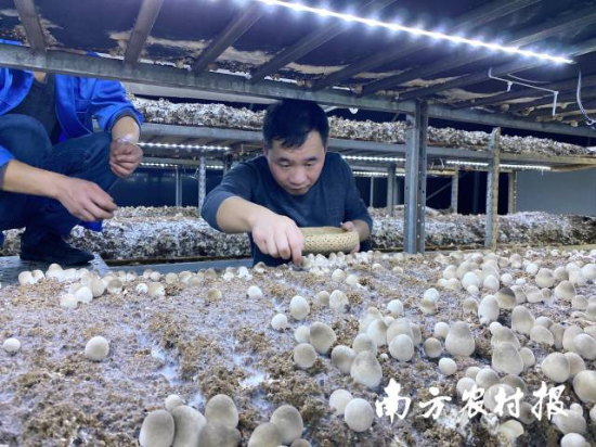 韶關市星河生物科技有限公司草菇生產車間 