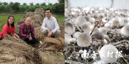 團隊進行野生草菇資源采集（左）  環(huán)保高效栽培草菇（右） 