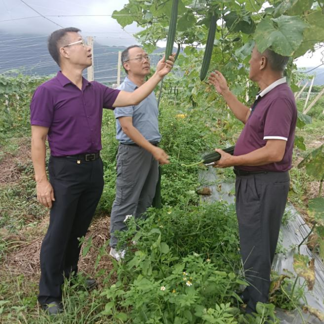 省農(nóng)科院科技服務(wù)團(tuán)隊(duì)專家陳俊秋（左一）和羅劍寧（左二）在田間查看作物長(zhǎng)勢(shì)