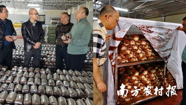 何煥清（左圖右1、右圖左1）在梅州蕉嶺縣三圳鎮(zhèn)千年靈芝合作社菌包培養(yǎng)和孢子粉收集生產(chǎn)間 