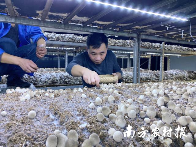 韶關(guān)市星河生物科技有限公司草菇生產(chǎn)車間 