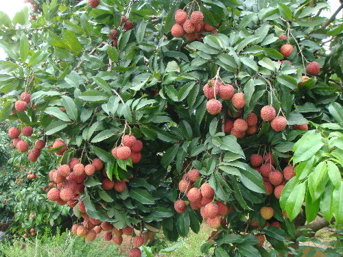 仙進(jìn)奉荔枝.jpg