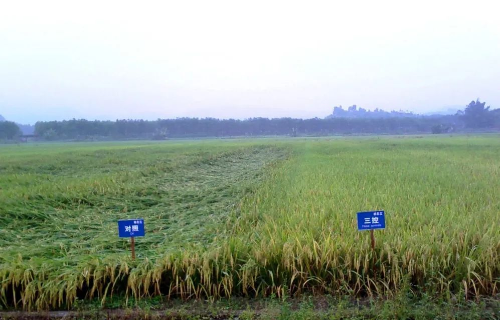 水稻“三控”施肥技術(shù)抗倒性強(qiáng).jpg