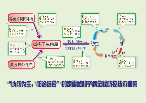 家蠶微粒子病全程防控技術(shù)體系圖示.png