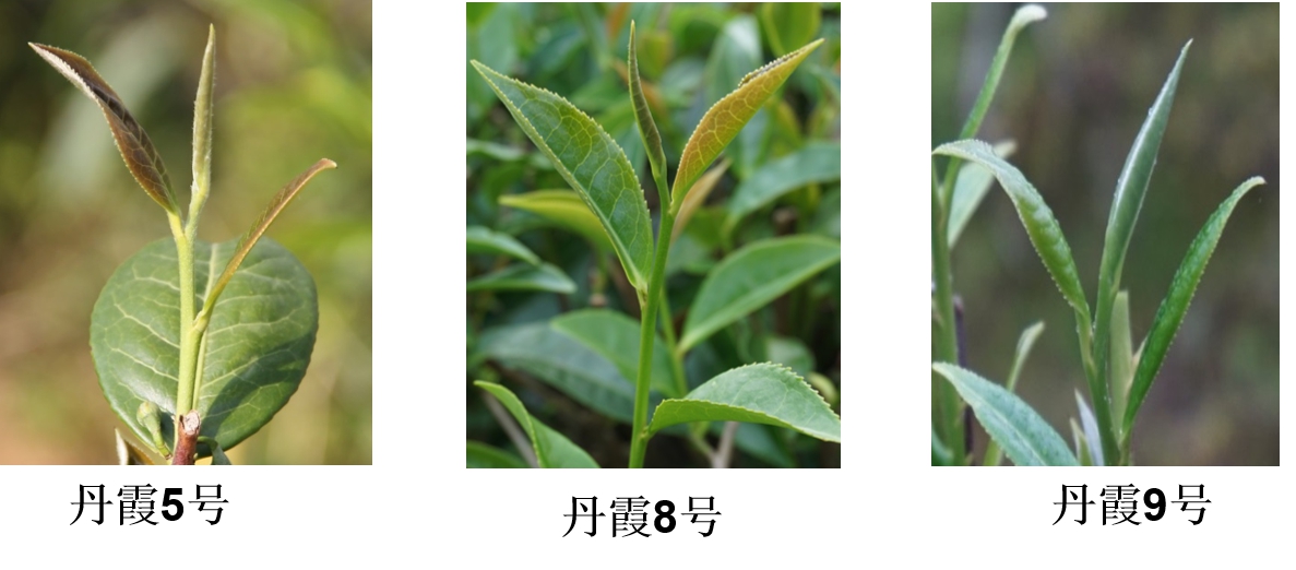 圖片說(shuō)明