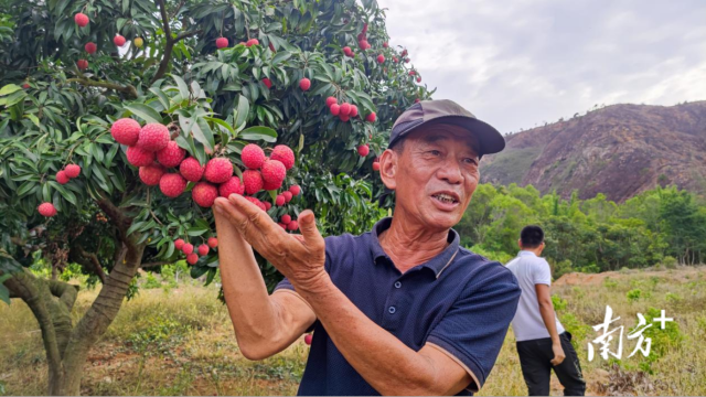 崔保國向與會人員介紹今年產(chǎn)的荔枝。